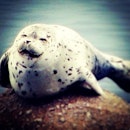 After a big lunch kinda feeling #meawnamstyle #seal #afterlunch #lunch