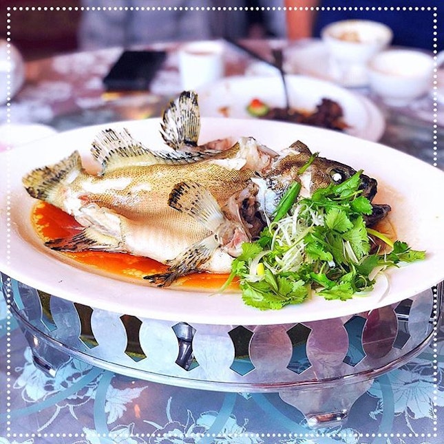 [Extra Super Tanker] Steamed Spotted Coral Grouper / 七星斑 (Qī xīng bān) in Superior Soy Sauce RM207 / S$70 🐟.