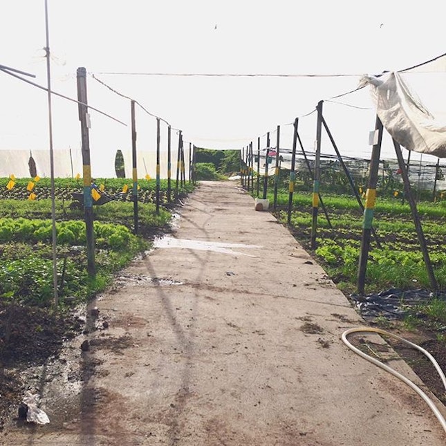 Did you know that Singapore has a few organic vegetable farms?