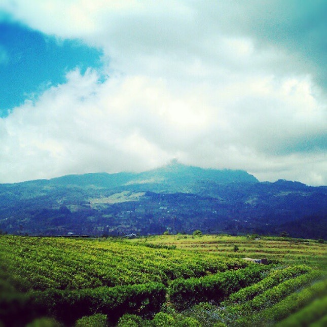 #Tea #Plantation #Mountain